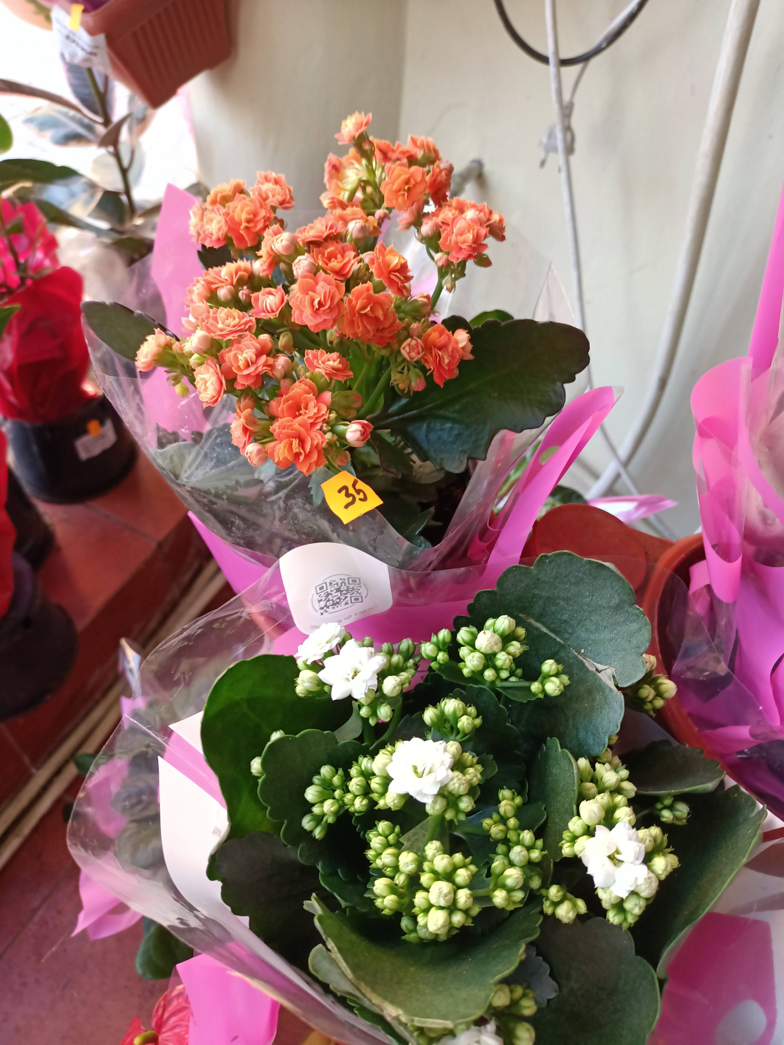 Plante cu flori in ghivece