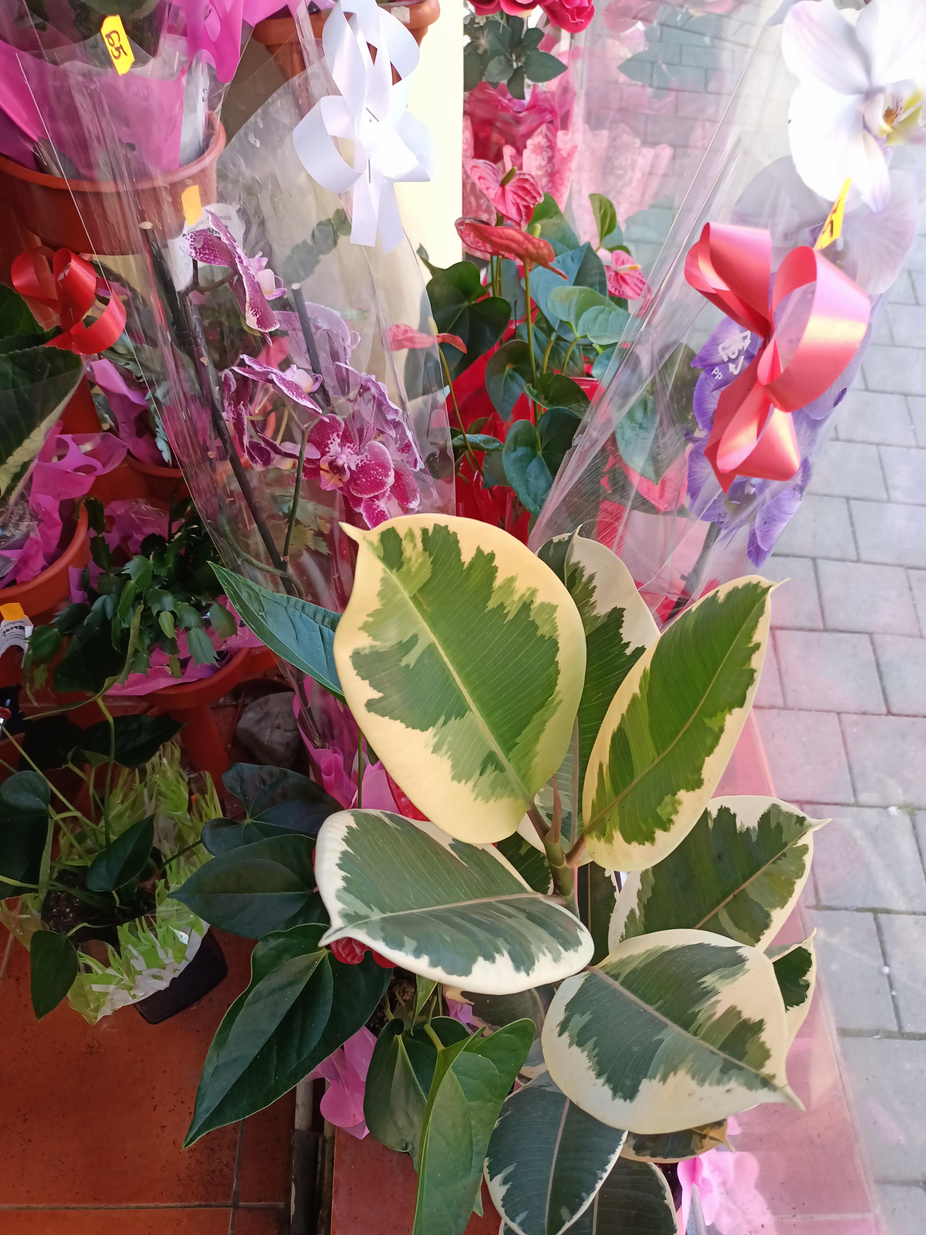 Buchet si plante cu flori